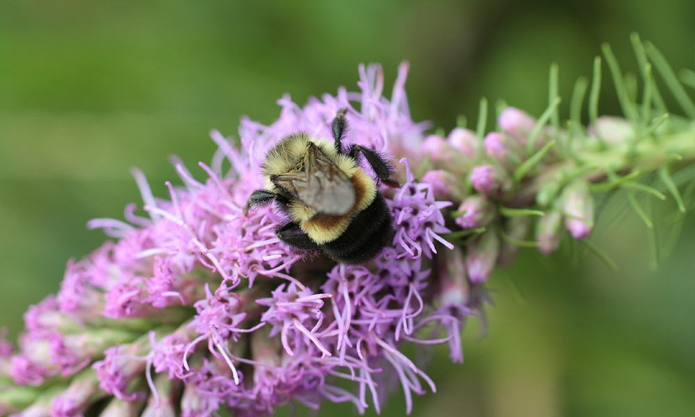 rusty-patched-bumble-bee