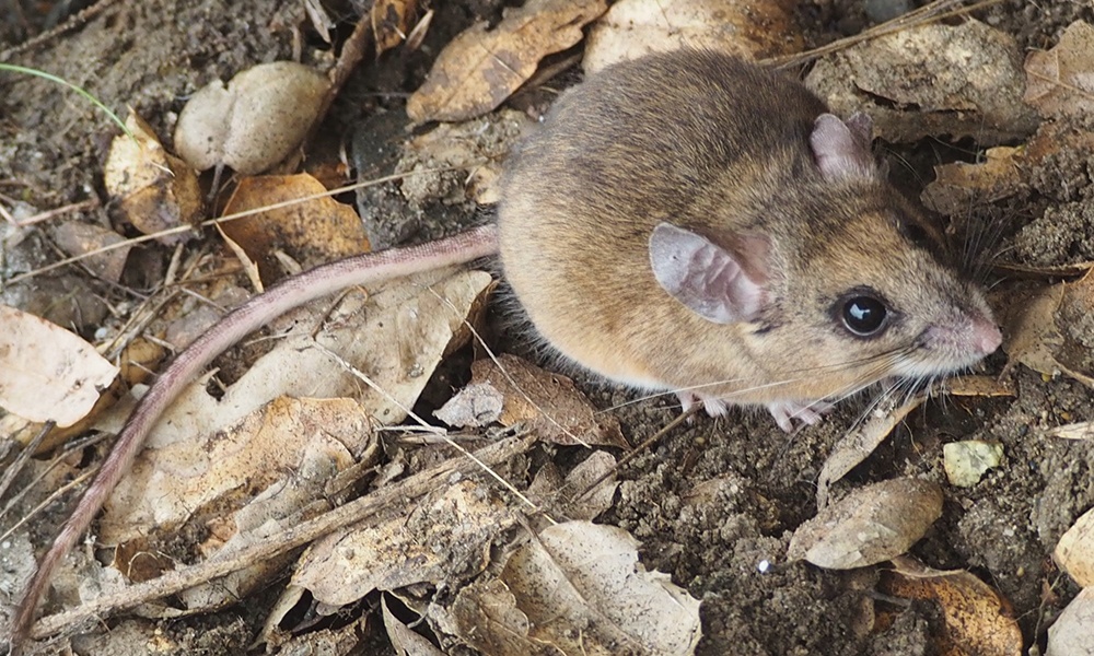 Plants Wildlife Wildlife Mammals Mice Voles Shrews Moles,Guinea Pig Names For Girl Pairs