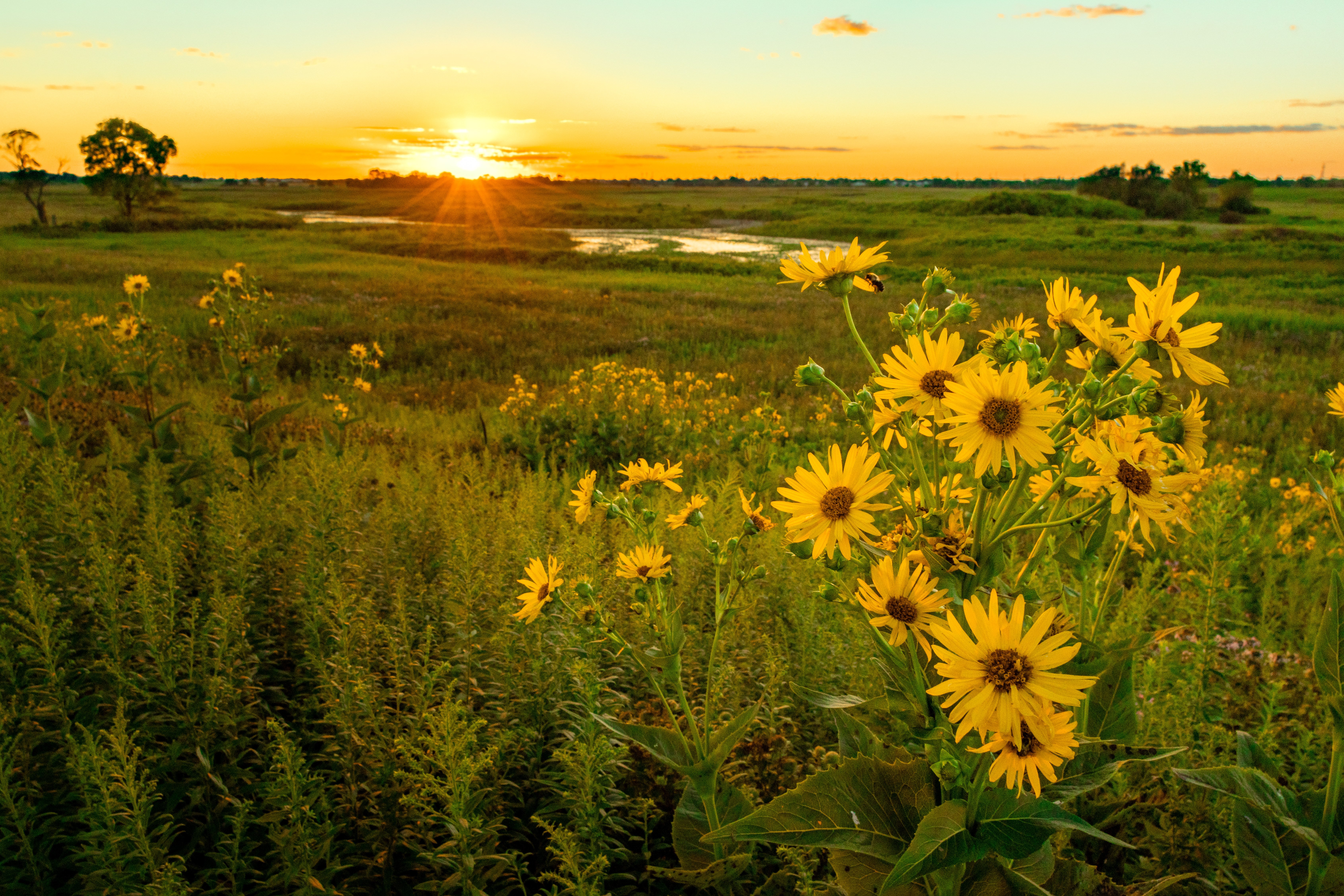 The sun sets on a luscious prairie that includes a creek and wildflowers.