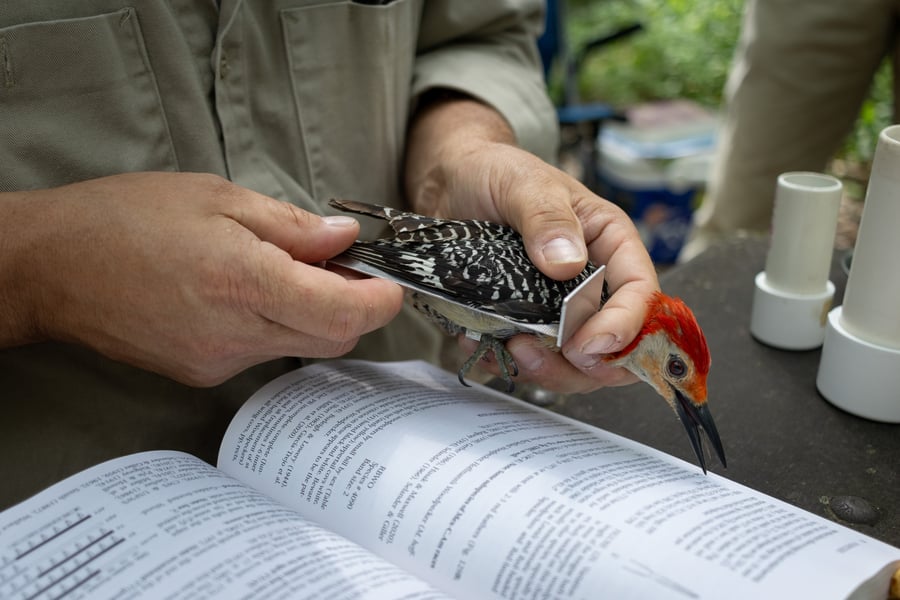 Forest Preserve District staff measure a red-bellied woodpecker during a survey for the Monitoring Avian Productivity and Survivorship program survey.