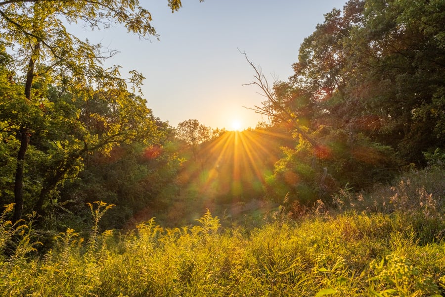 A low sun's rays are reflected by tall trees.