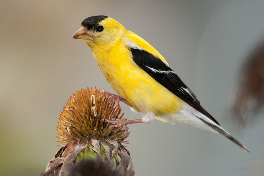 american-goldfinch-Shutterstock