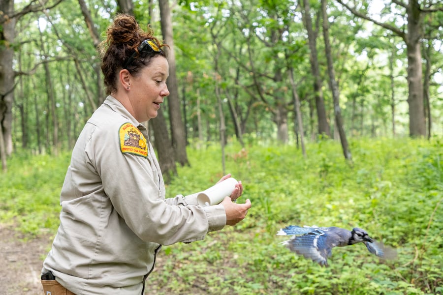 A blue jay takes flight after being released by a Forest Preserve District staff member.