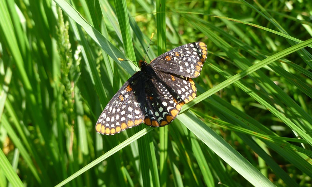 Baltimore-checkerspot