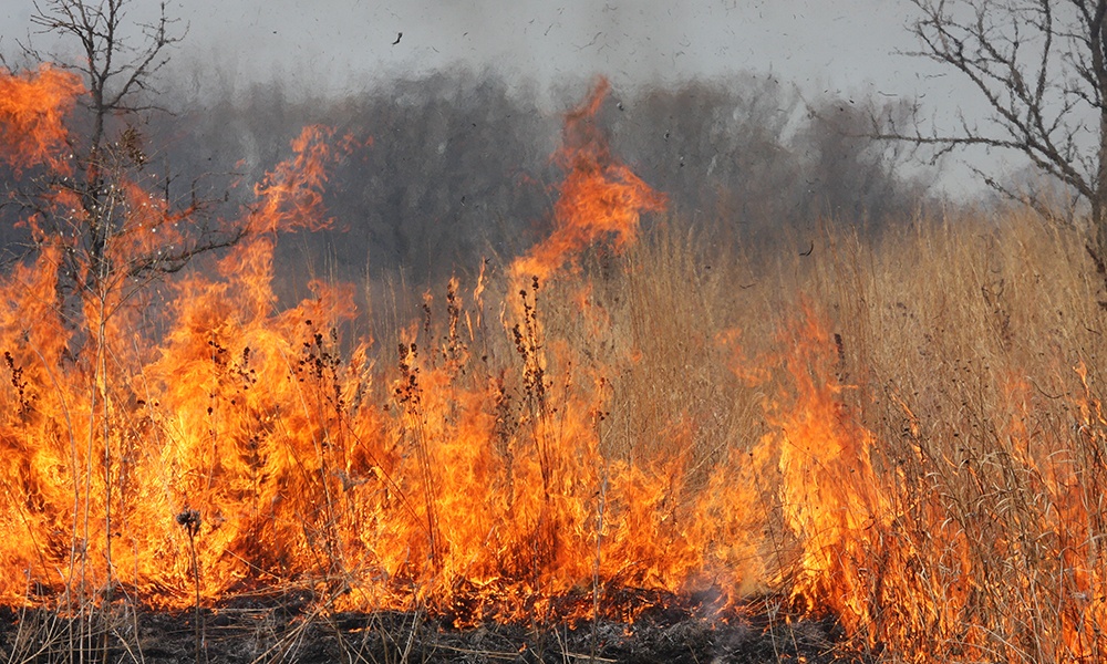 prescribed-burns-danada-forest-preserve.jpg