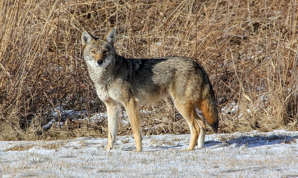 Coyote-1000x600