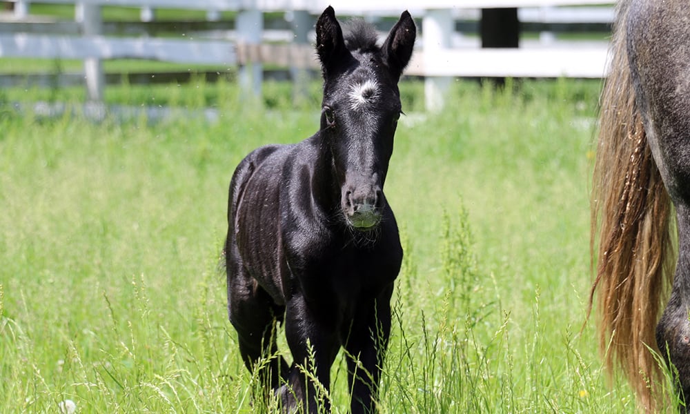 danada-equestrian-center-colt-duke