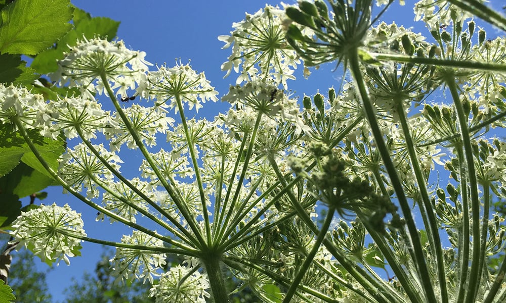 Is Cow Parsnip Or Giant Hogweed Toxic to Cats? 