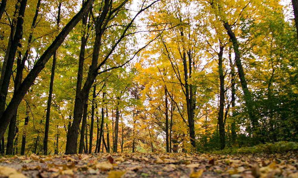 West-DuPage-Wood-leaves-on-trail