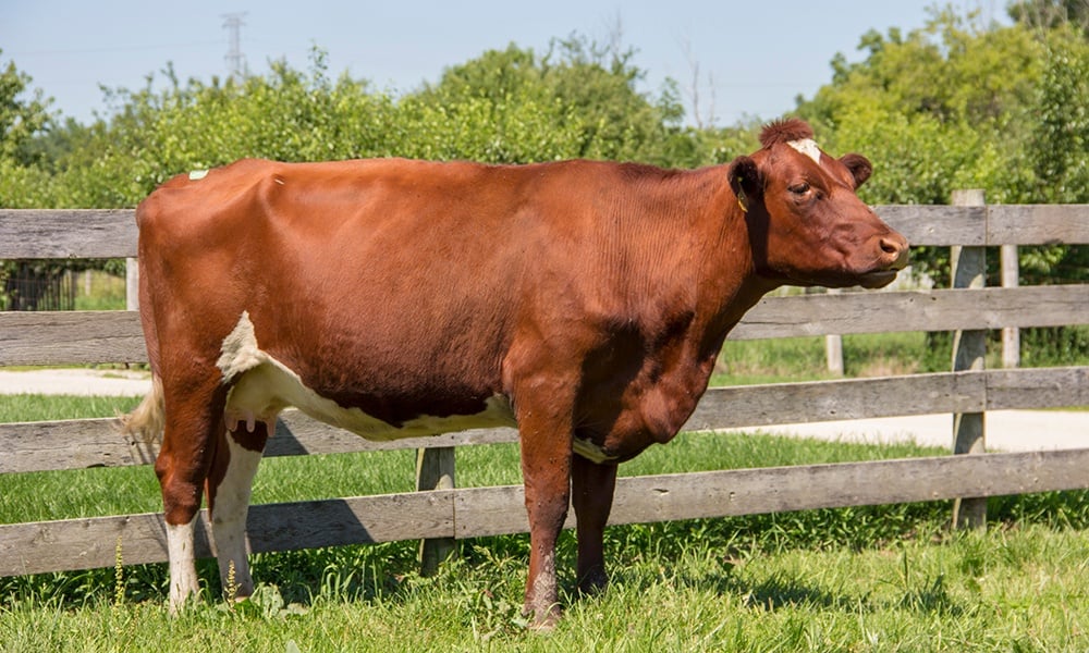 Liberty-heritage-milking-shorthorn