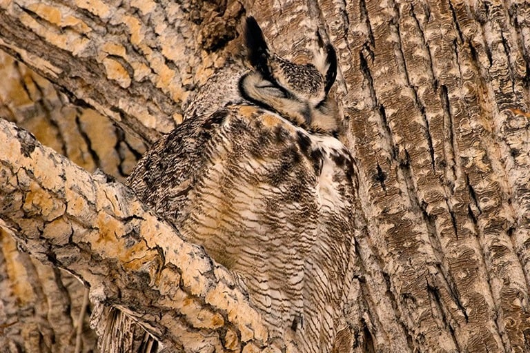ghow camo-1-1