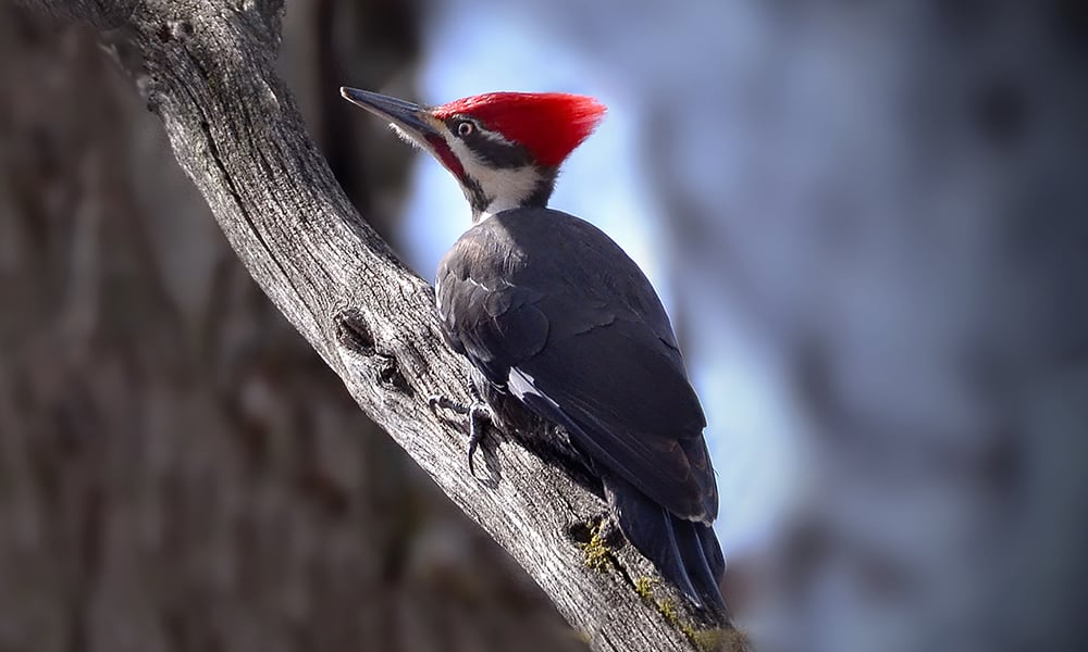 red headed pileated woodpecker