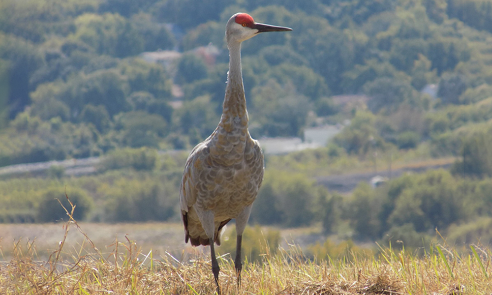 standing-crane