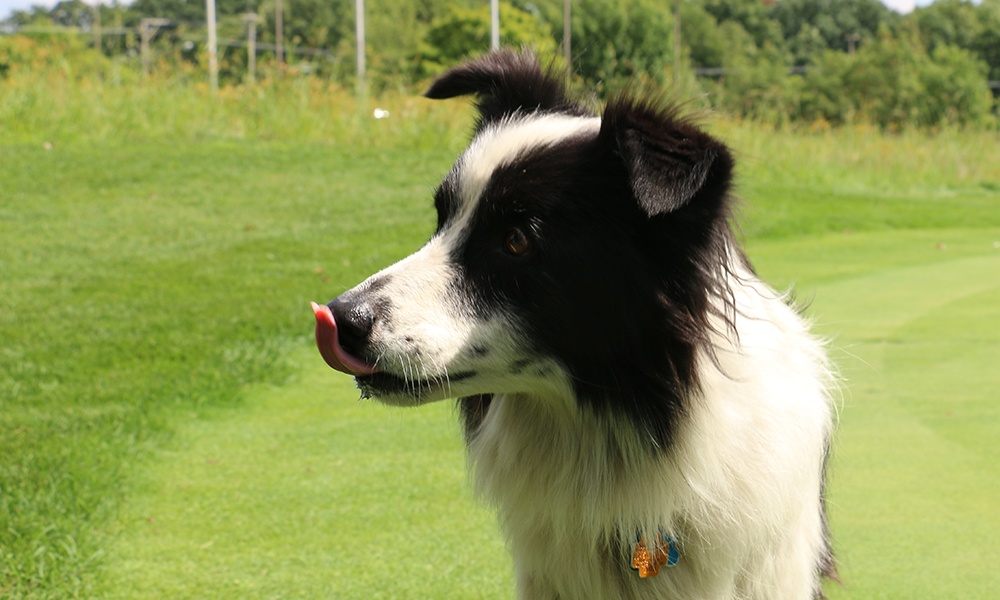 border-collie-on-green