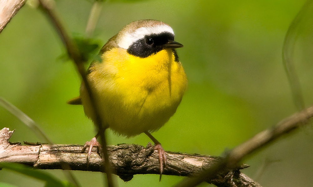 common-yellowthroat-warbler-DavidDavis