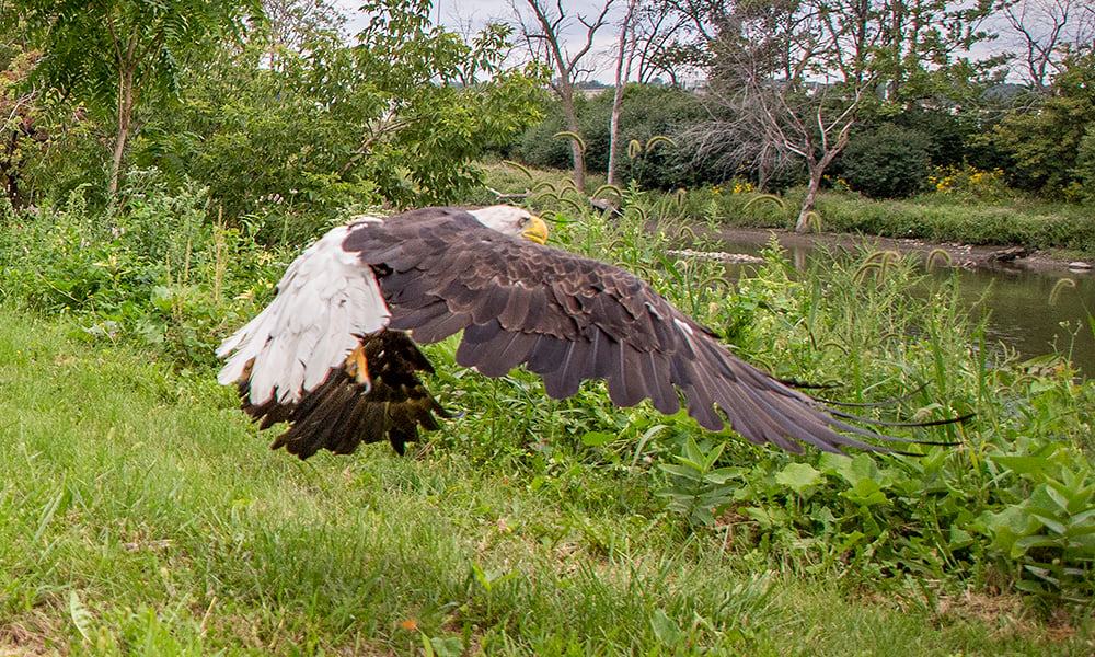 eagle-flying-II