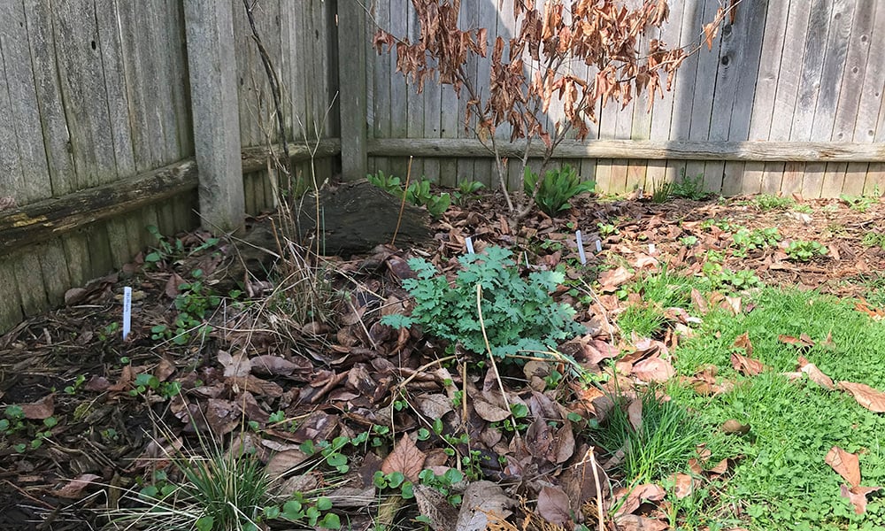 Dried Leaves As Mulch: Tips On Using Leaf Litter For Mulch