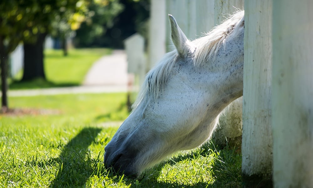 gray-horse-grazes