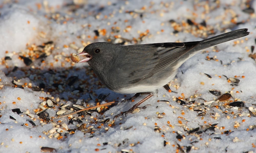 junco-eats-spilled-birdseed
