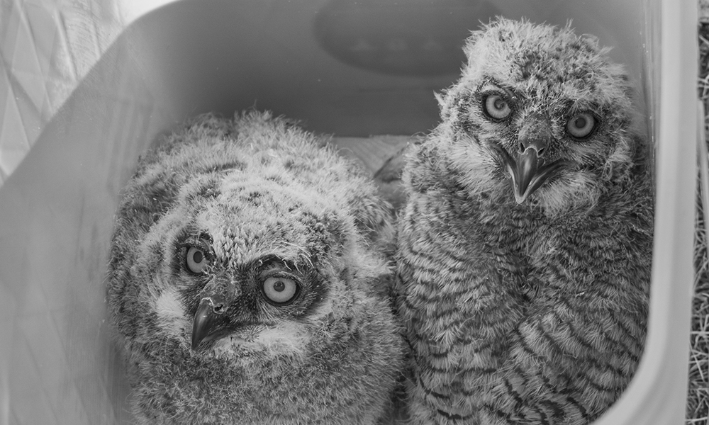 owlets-BW