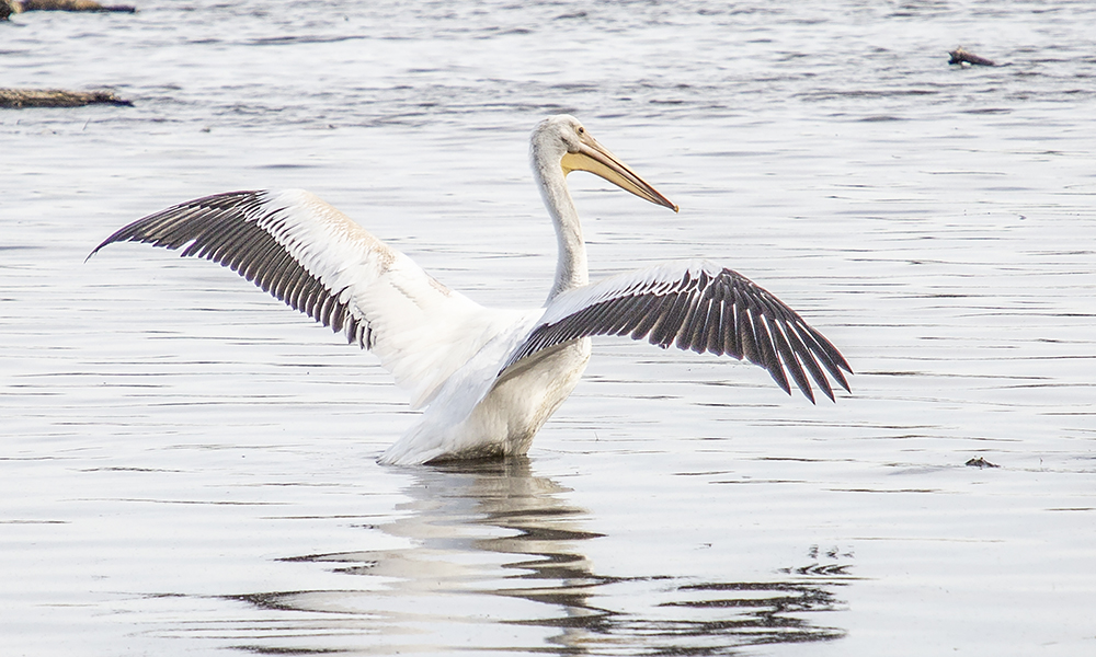 pelican-stretch