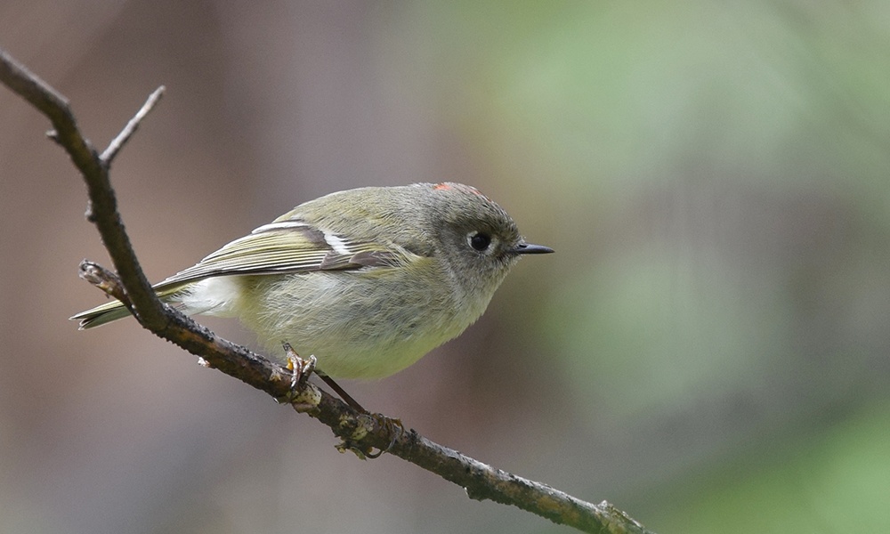 ruby-crowned-kinglet-2