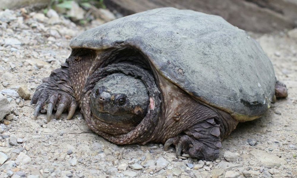 snapping-turtle-waterfall-glen