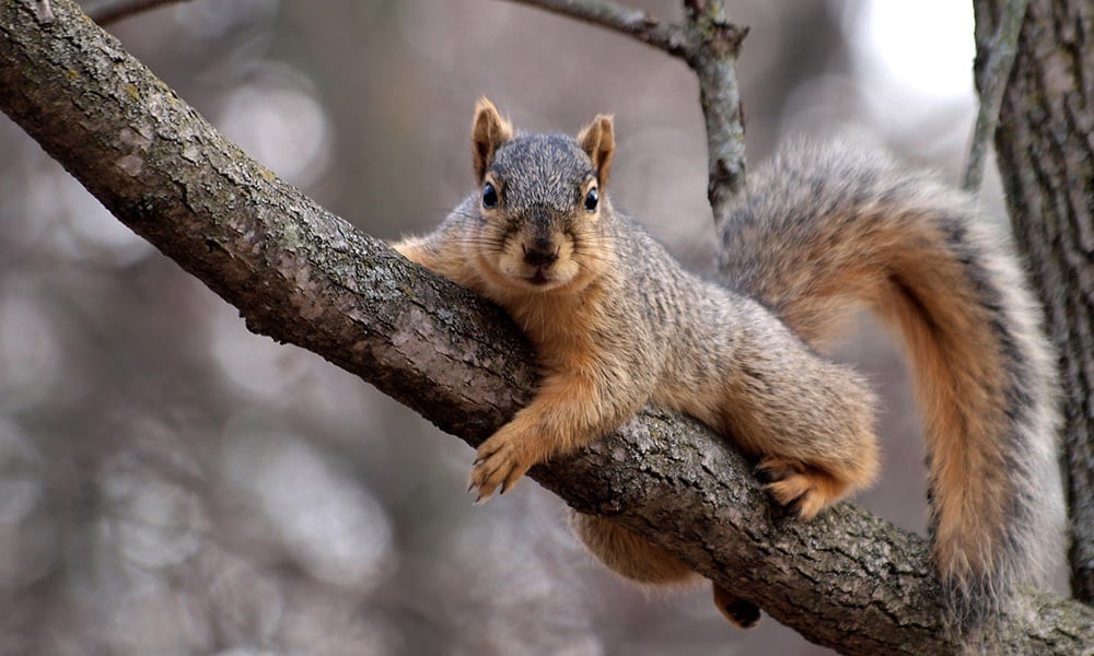 squirrel-tree-limb.jpg