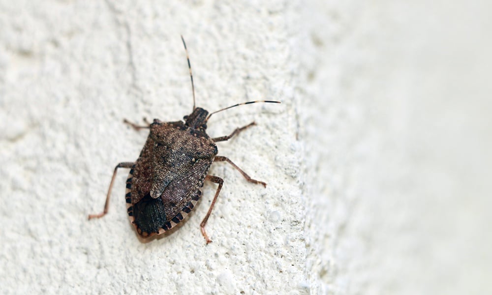 stink-bug-wall-exterior