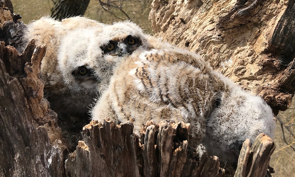 three-owlets-in-nest.jpg