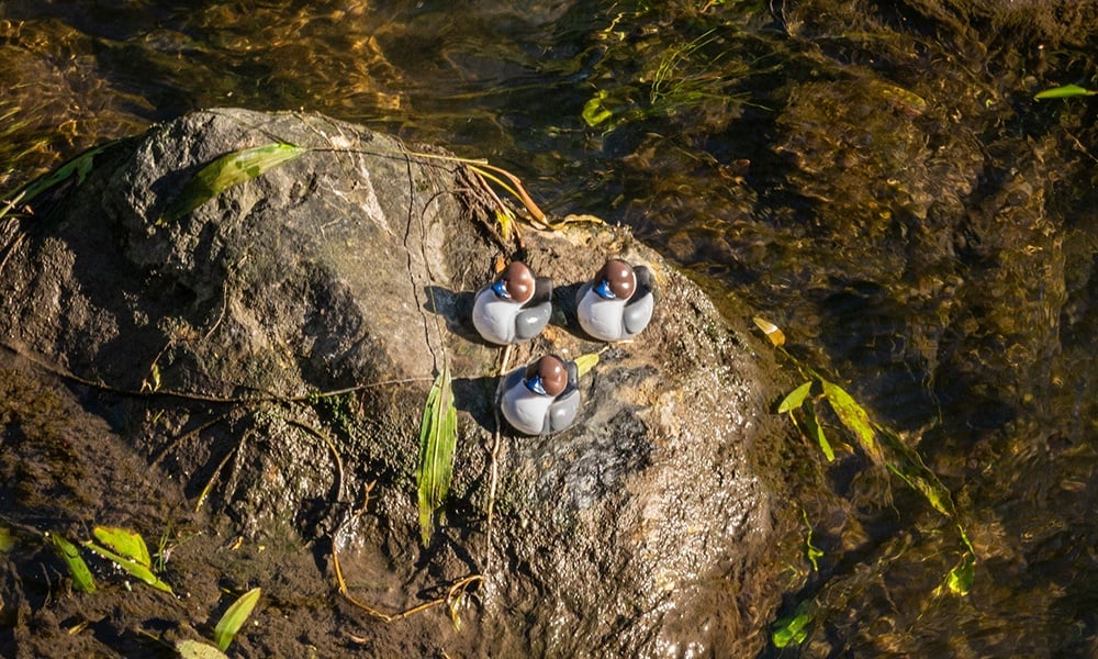 three-winning-pintails-©LarryLarson