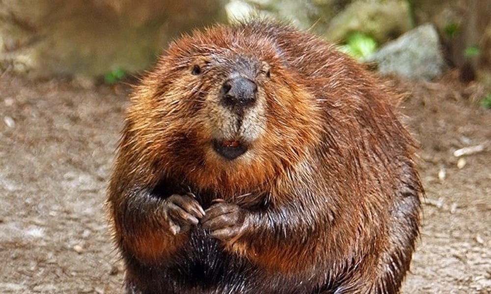 american-beaver-wikimediacommons