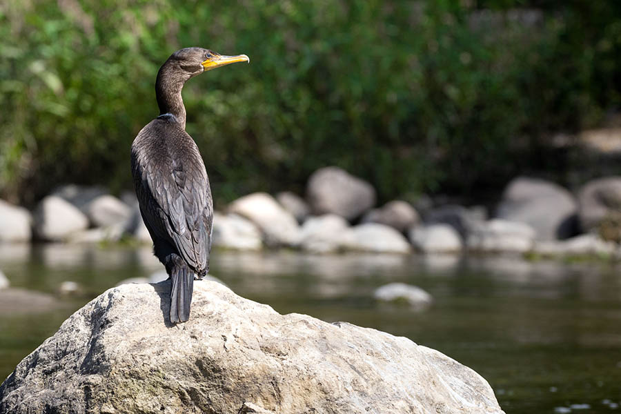double-crested-cormorant-Fullersburg-900x600