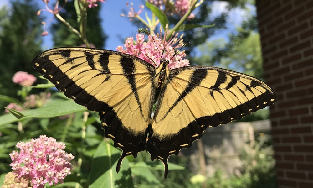 swallowtail