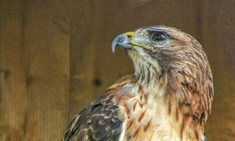 hawk-1000x600