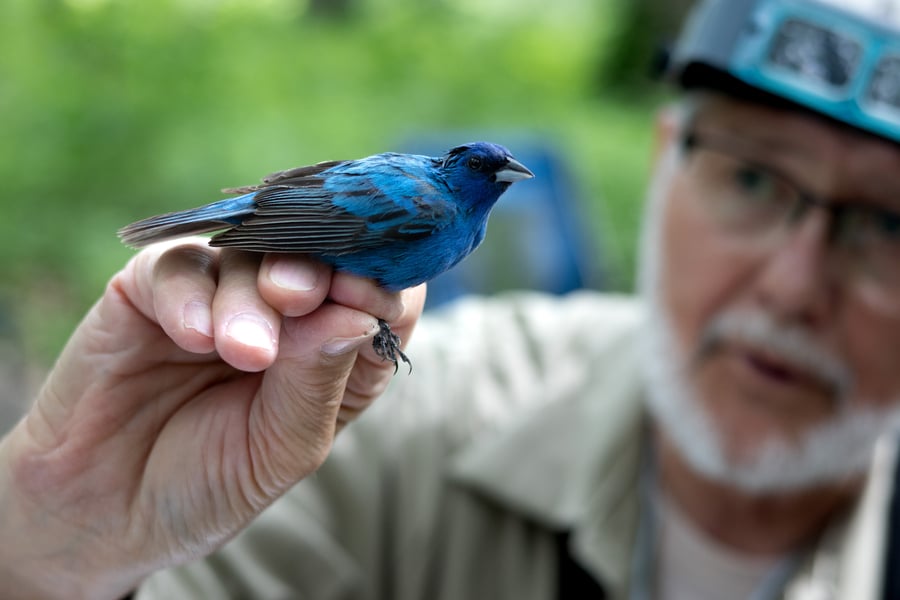Forest Preserve District of DuPage County staff inspect an indigo bunting.