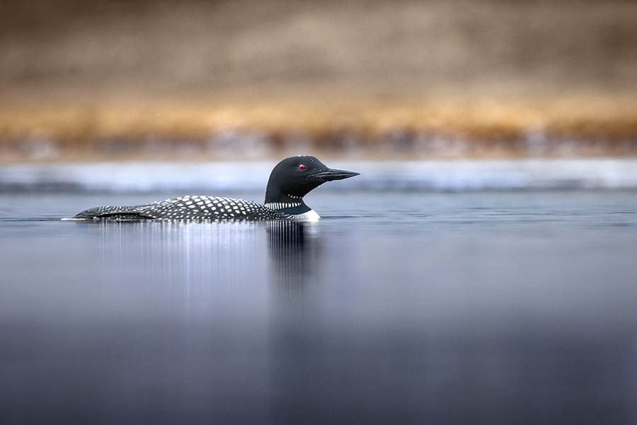 loon-Mayslake-900x600