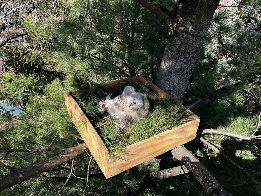 Two owlets surrounded pine pine needles sit in a recently installed nesting box high up in a tree.