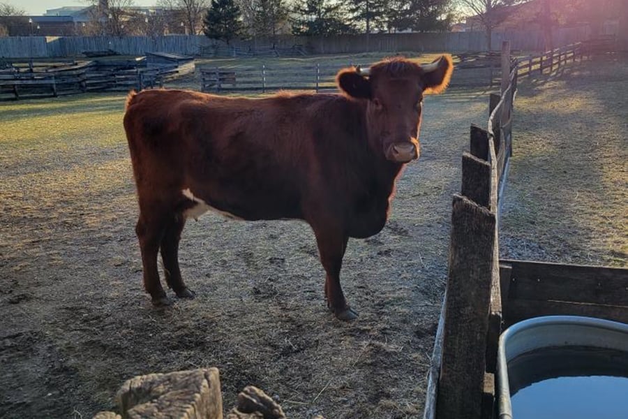 A brown cattle with short horns stands in a pasture.