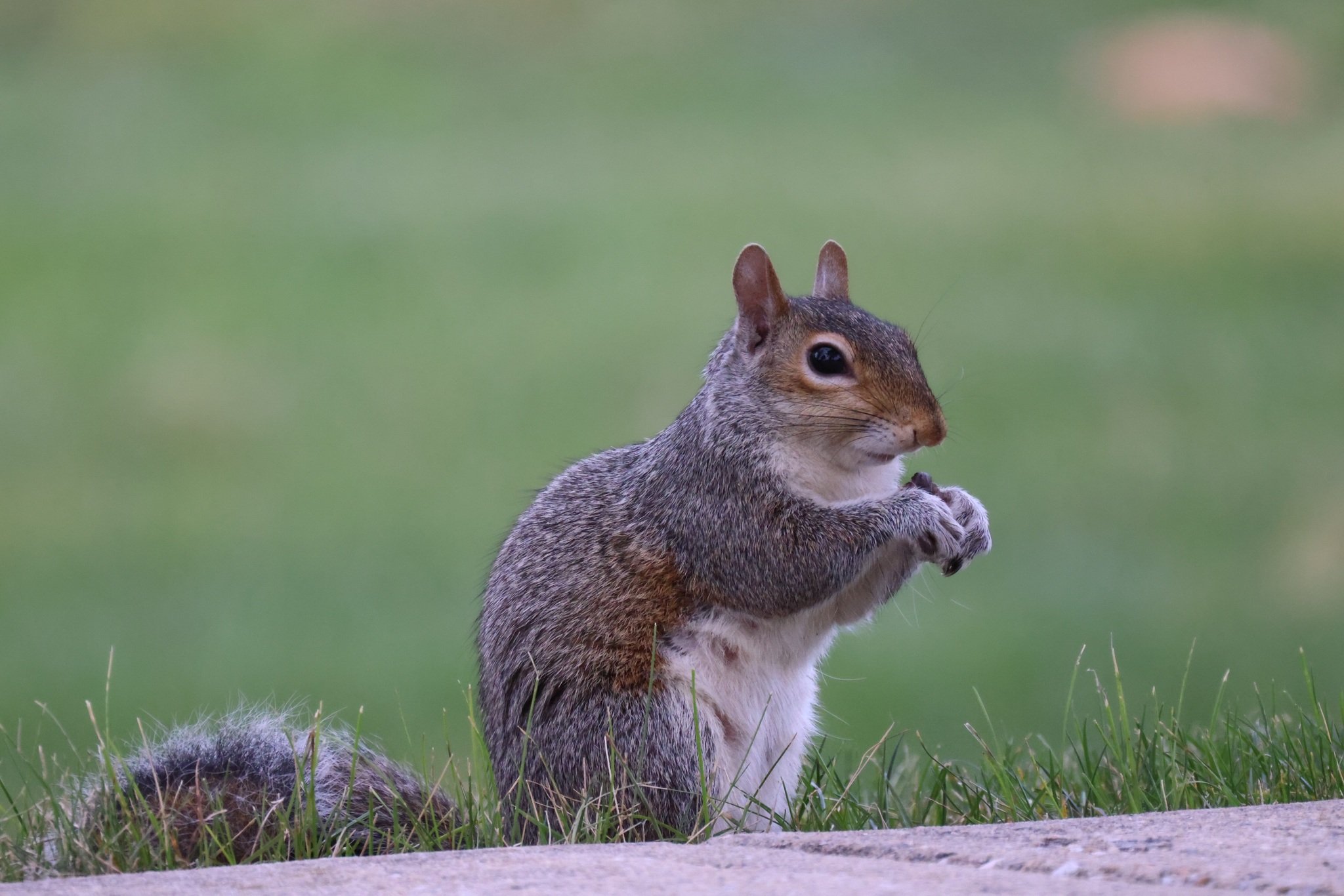 Trapping squirrels - is it legal and how do you go about it