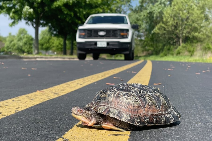 turtle crossing copy-900x600